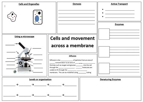 Cells and movement across membranes – WJEC .